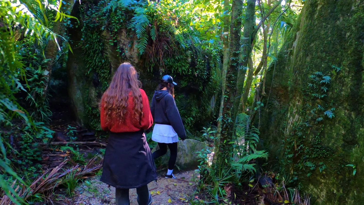 Nīkau palms growing through the forest at The Grove Scenic Reserve