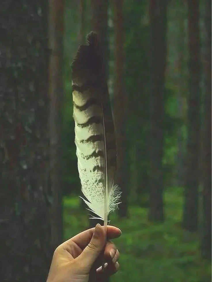 A hand holding a large feather with black and white stripes in a forest setting
