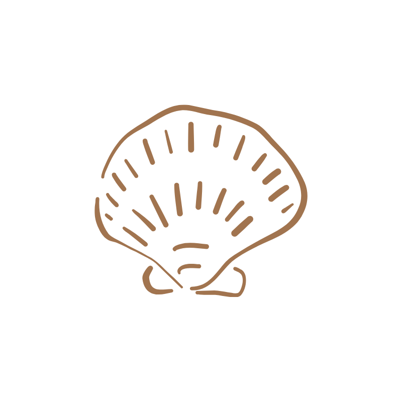 Line drawing of a scallop shell with radial lines.