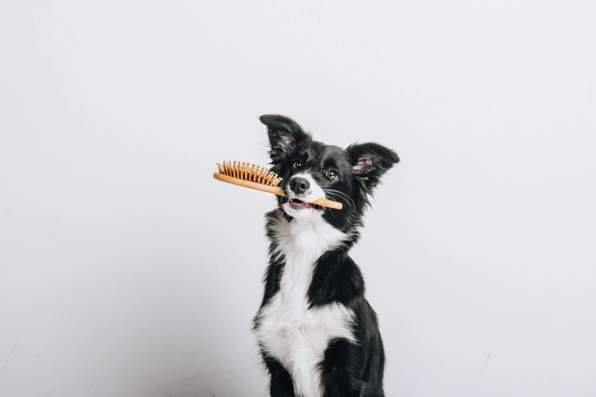 Studio portrait of a dog holding a grooming brush at Main Street K9