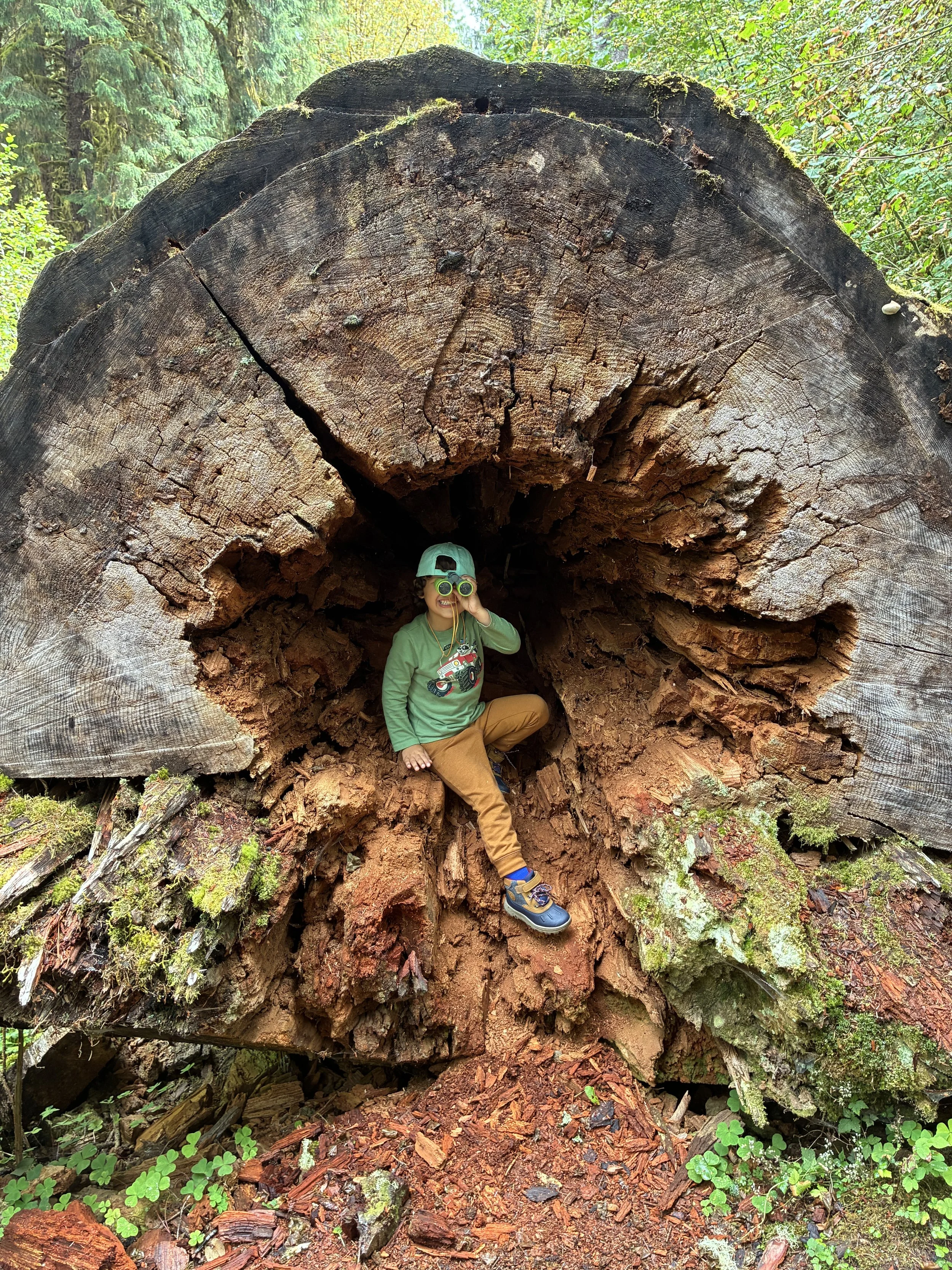 A young boy wearing a green cap and binoculars, kneeling inside a hollow fallen tree in a forest surrounded by green foliage and moss.