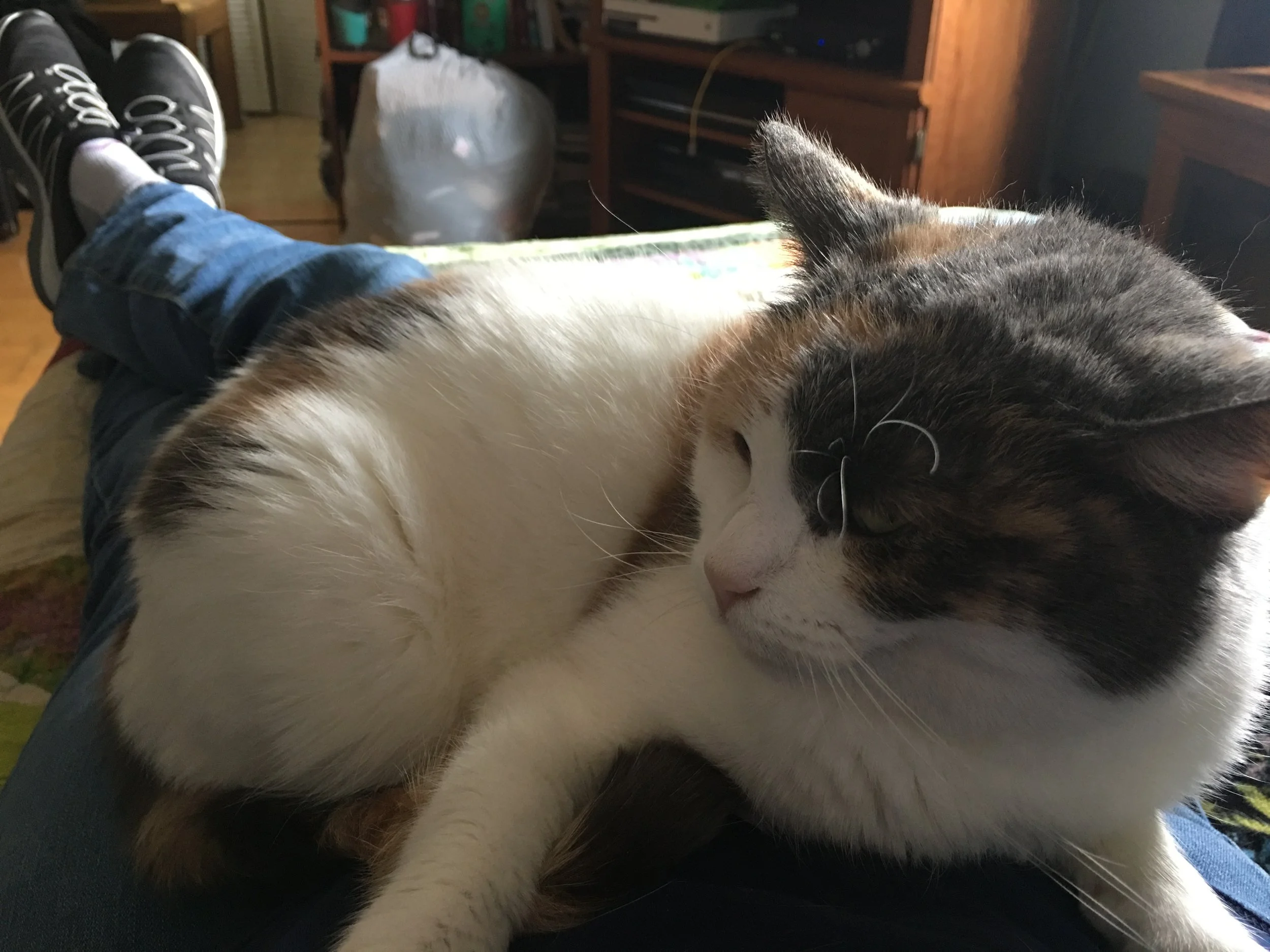 A person with jeans and sneakers sitting with a calico cat resting on their lap inside a room with wooden furniture and a television.