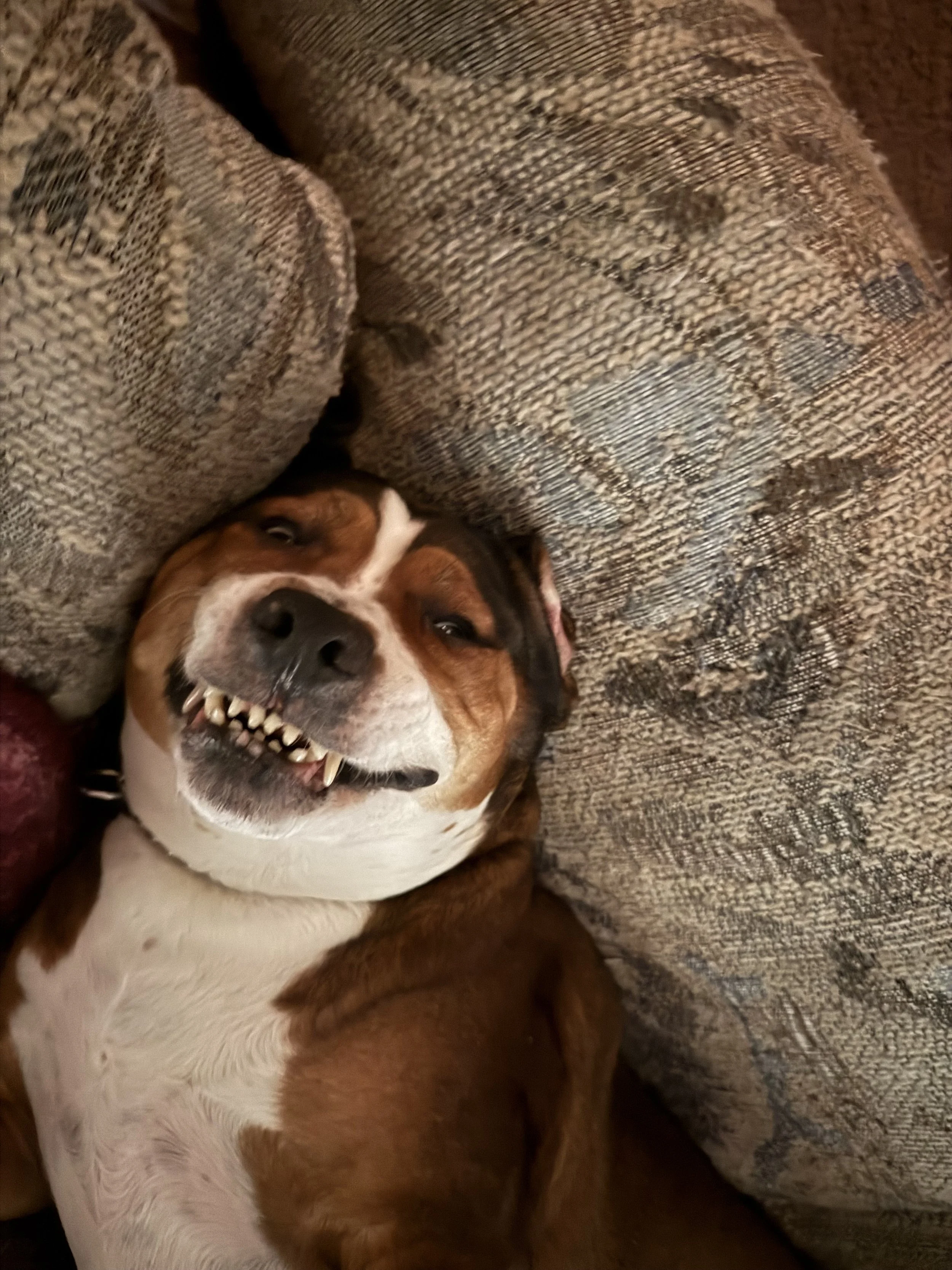 A happy dog with a brown, black, and white coat lying on a patterned gray and beige couch, showing its teeth in a playful smile.