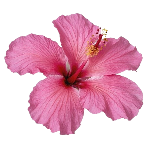 Pink hibiscus flower with five petals and prominent yellow and red pistil.