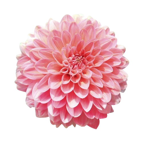A pink dahlia flower with layered petals against a white background.