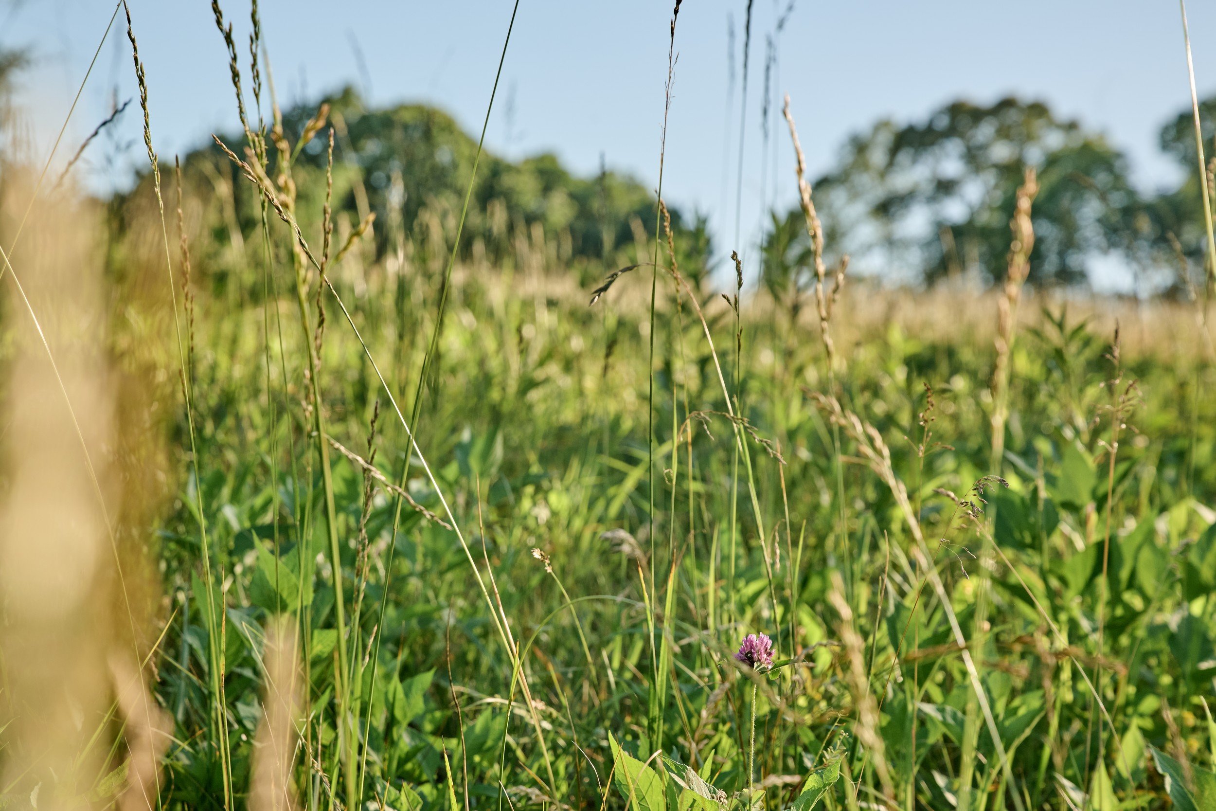 Tall grasses and wildflowers across a field at Hendricks Family Farm.
