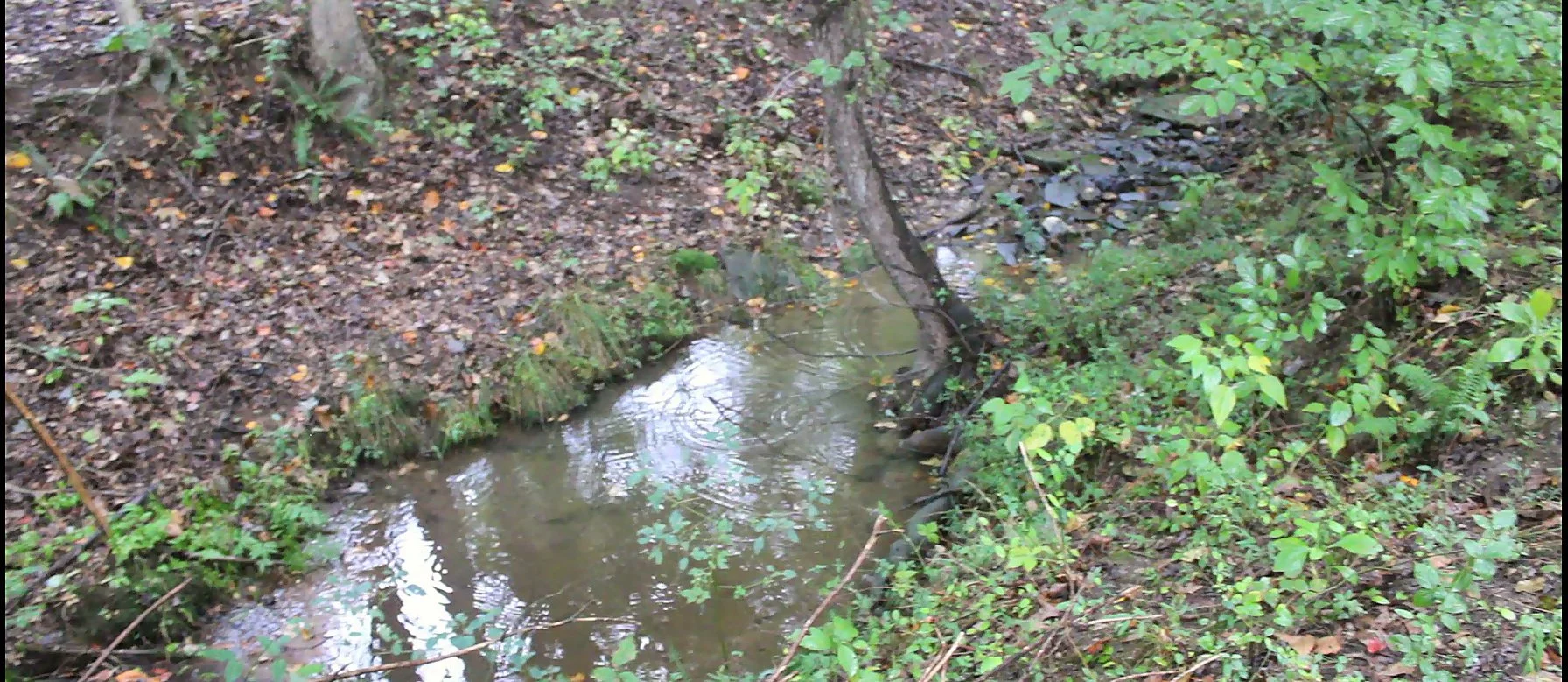Woodland creek running through Hendricks Family Farm.