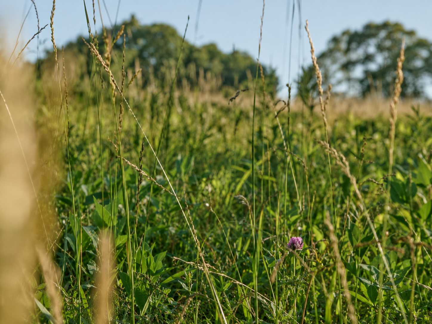 Sunlit meadow grasses and clover growing across a green field.