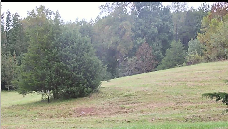 Hillside pasture meeting the tree line at Hendricks Family Farm.