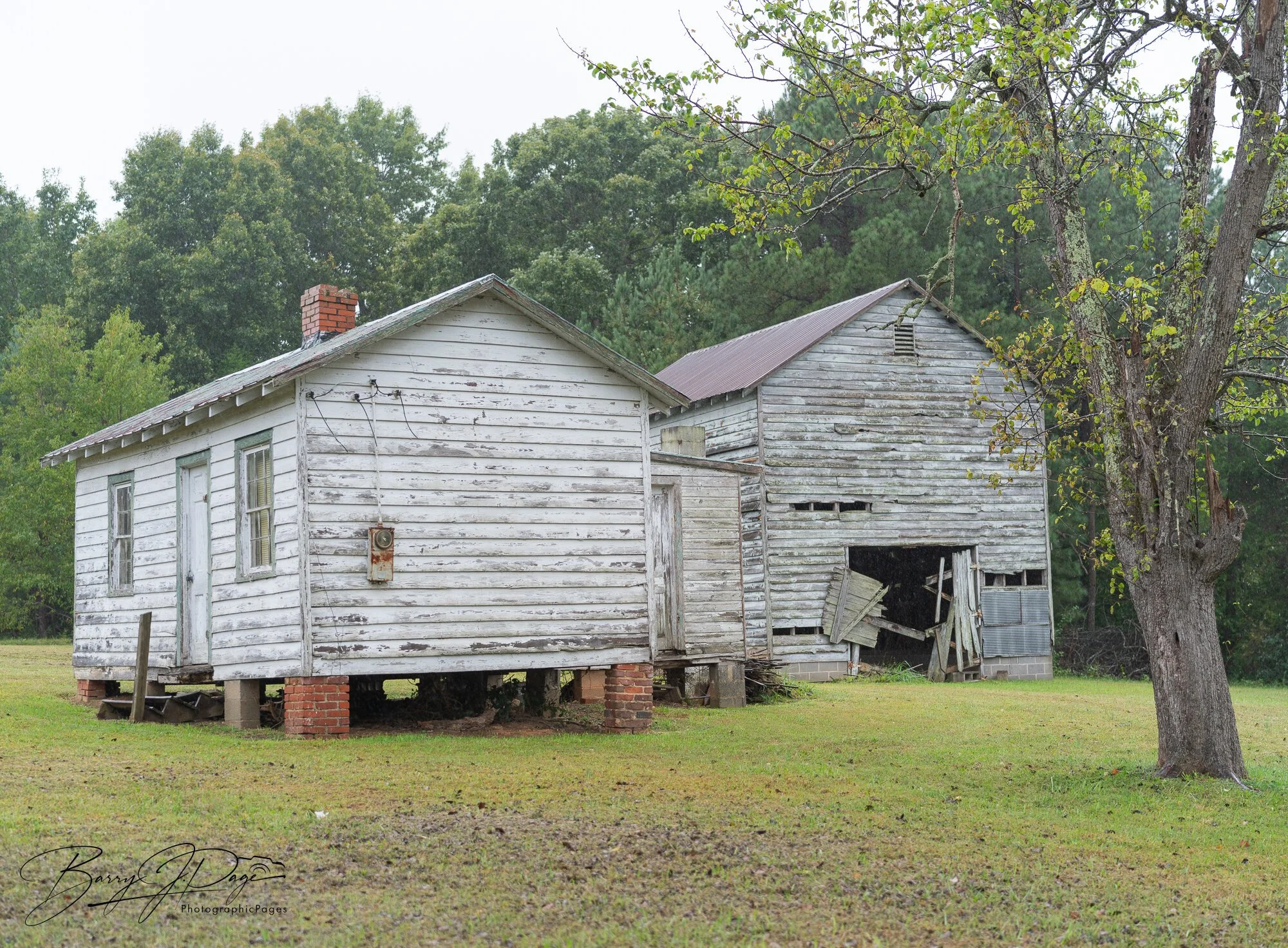 White historic farm structures beside a mature tree at Hendricks Family Farm.