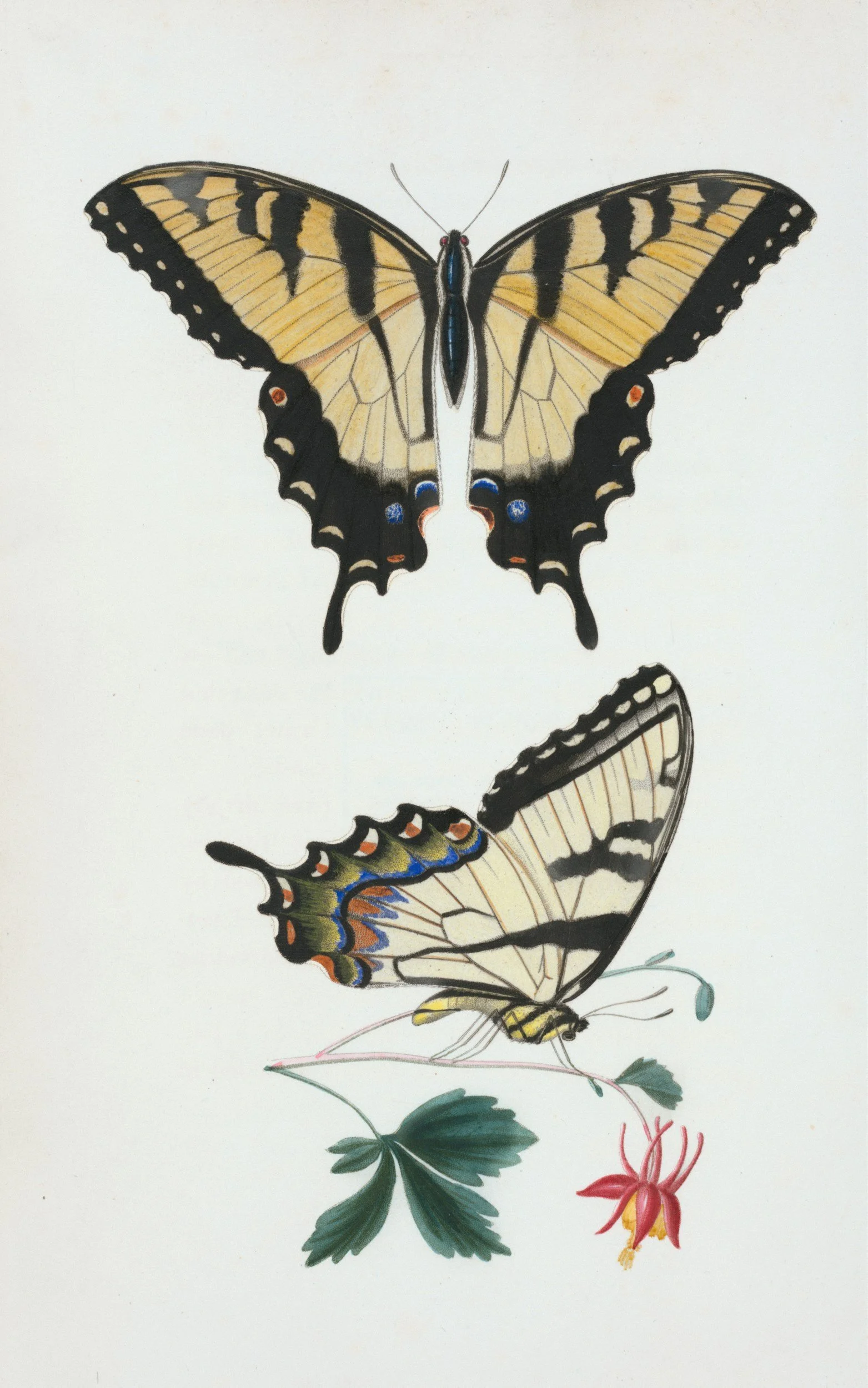 Illustration of multiple butterflies around a plant with leaves and a flower