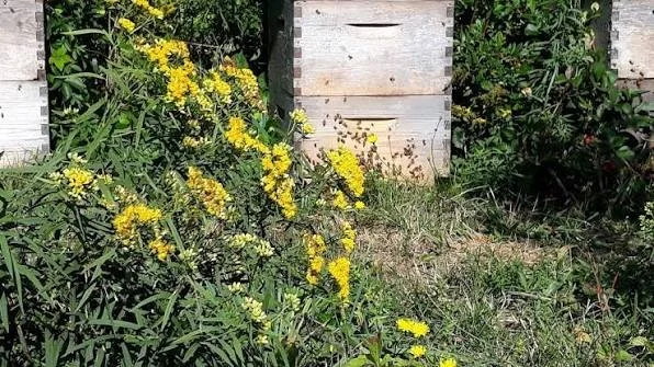 Honeybees at the entrance of a beehive on Block Island