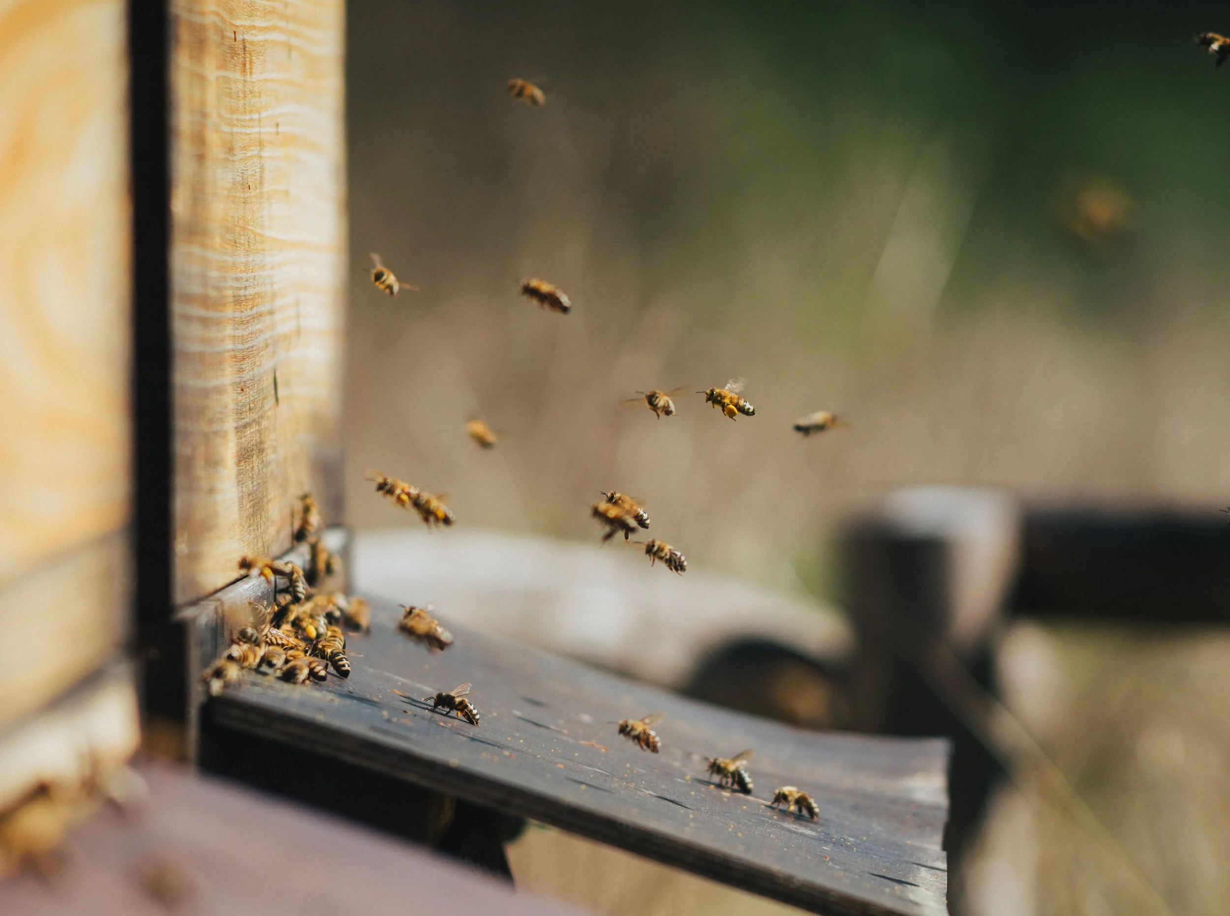 Bees entering a hive.