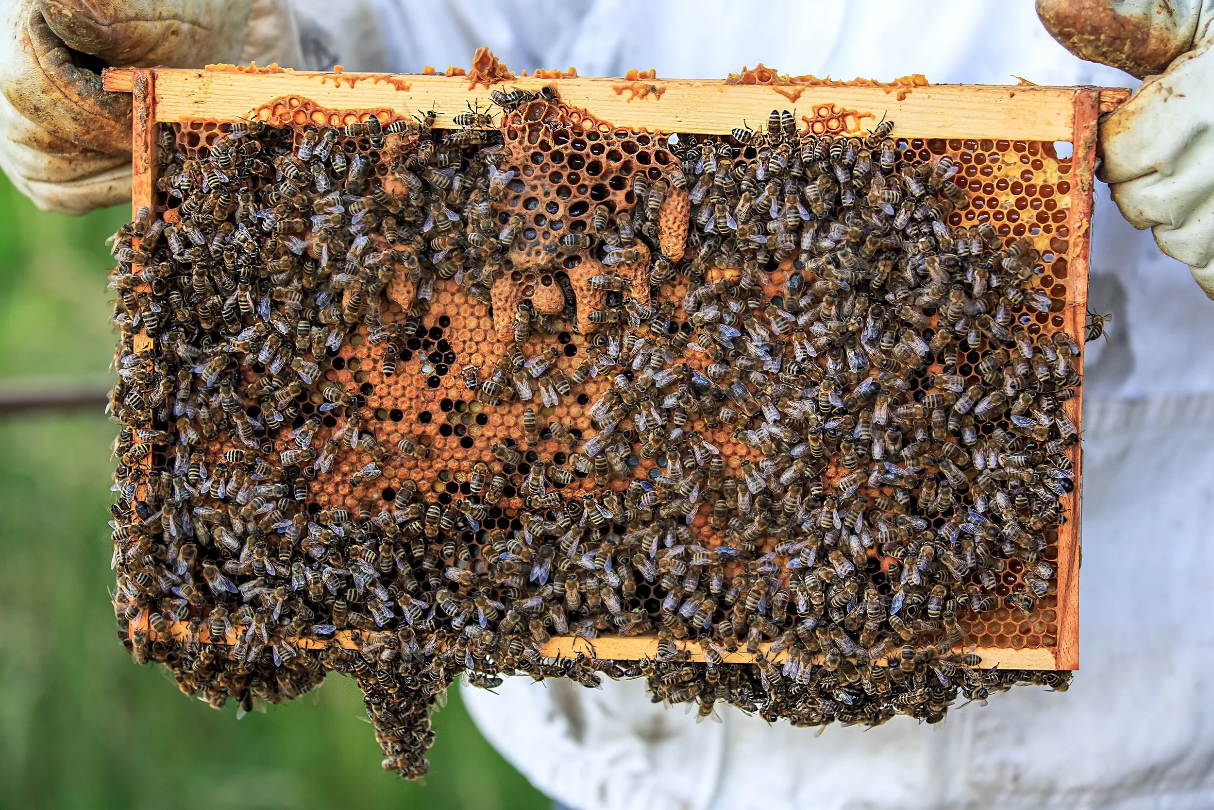 Close-up of a beehive on Block Island Rhode Island with many bees on honeycomb frames.