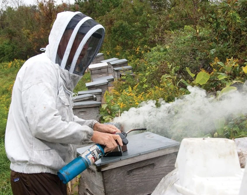 Smoke, not chemicals. Chris uses a traditional bee smoker to keep the hive calm during a routine check.