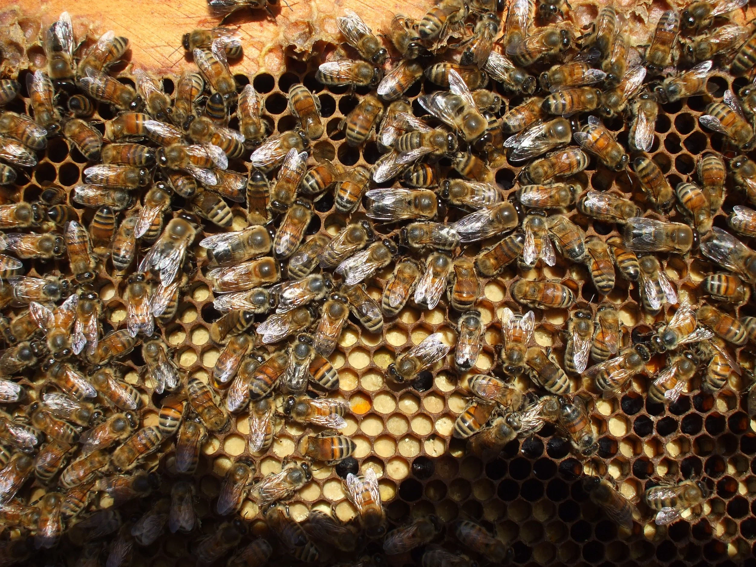 The hive, full of activity.