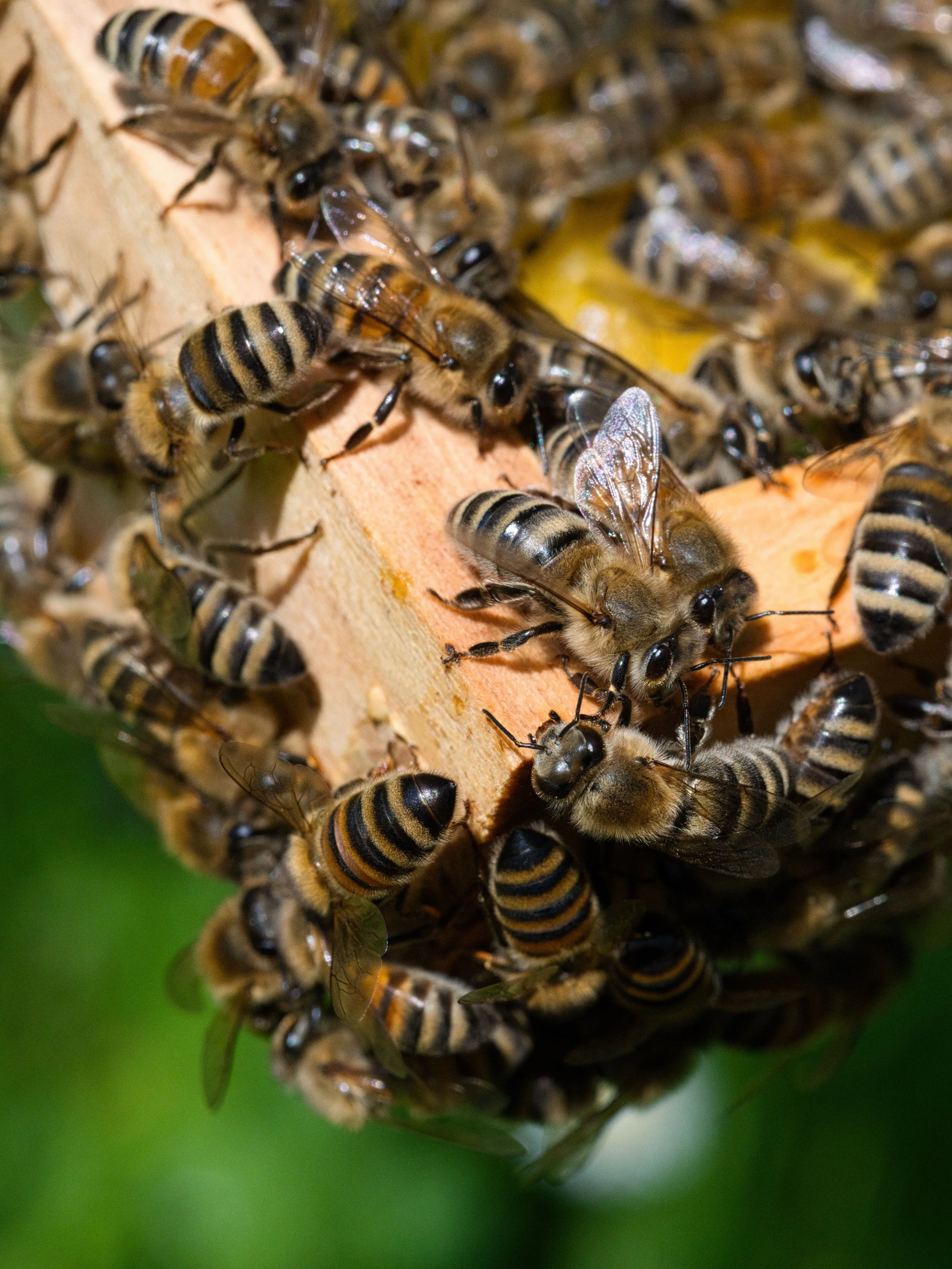 Close-up of a honeybee hive at Littlefield Bee Farm with numerous bees clustered together, some bees with wings and black and yellow striped bodies visible.