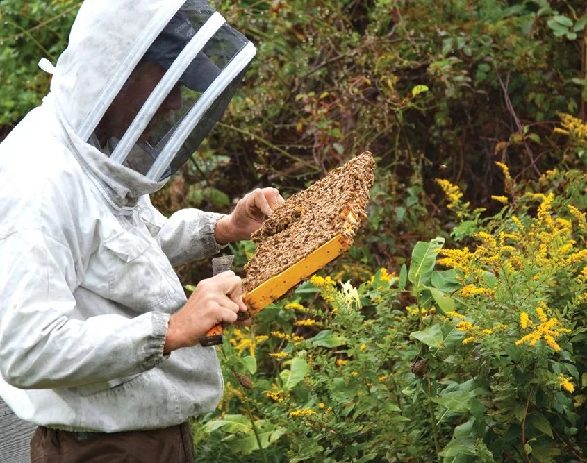 Chris Littlefield examining a frame from the honeybee hive