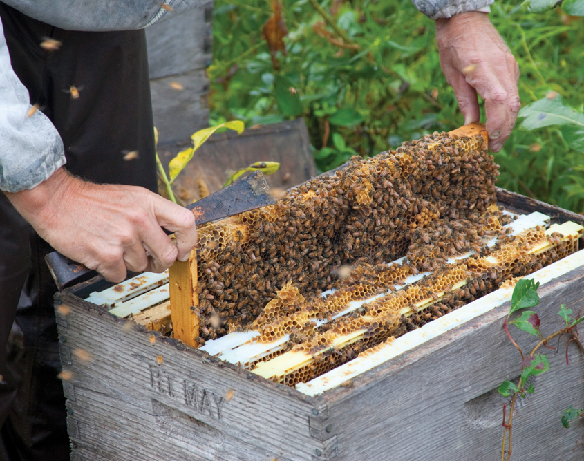 Honeybees clustered on a honeycomb inside a Littlefield Bee Farm Hive