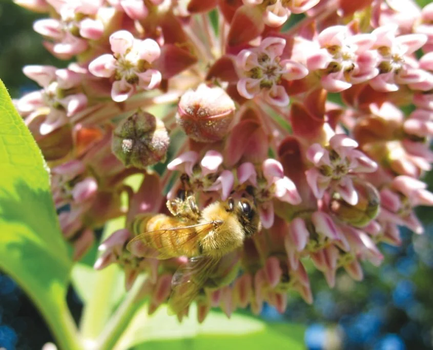 A honeybee gathers nectar from wildflowers on Block Island.
