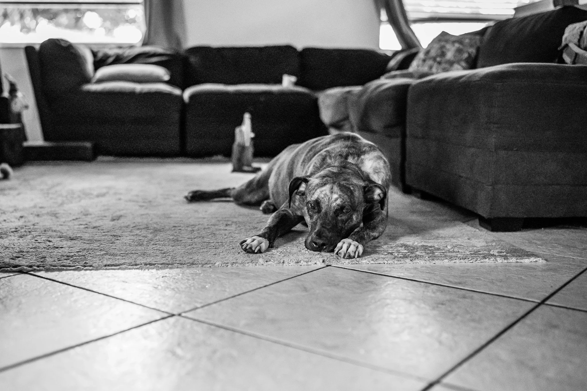 A dog lying on the floor in front of a sofa in a living room, with pillows on the sofa and a window in the background.
