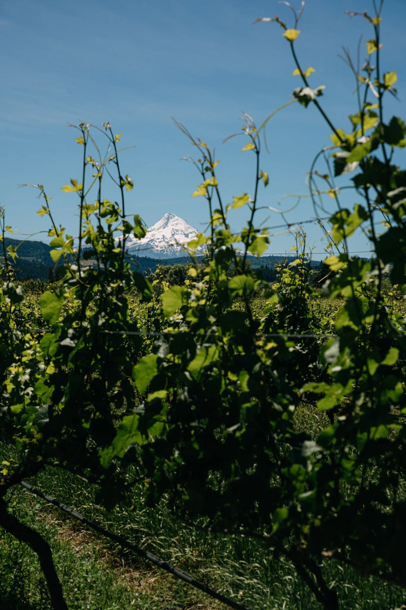 View of Mt. Hood from Mt. Hood Winery