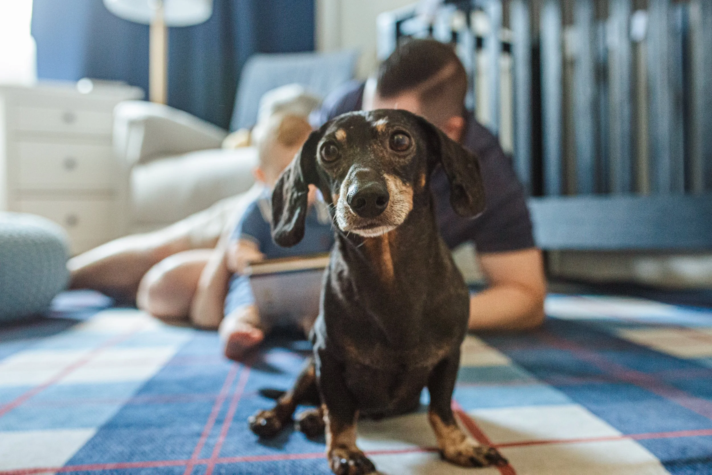 A black and tan dog with long ears and expressive eyes sitting on a rug indoors. A person with short hair is blurred in the background, lying on the floor.