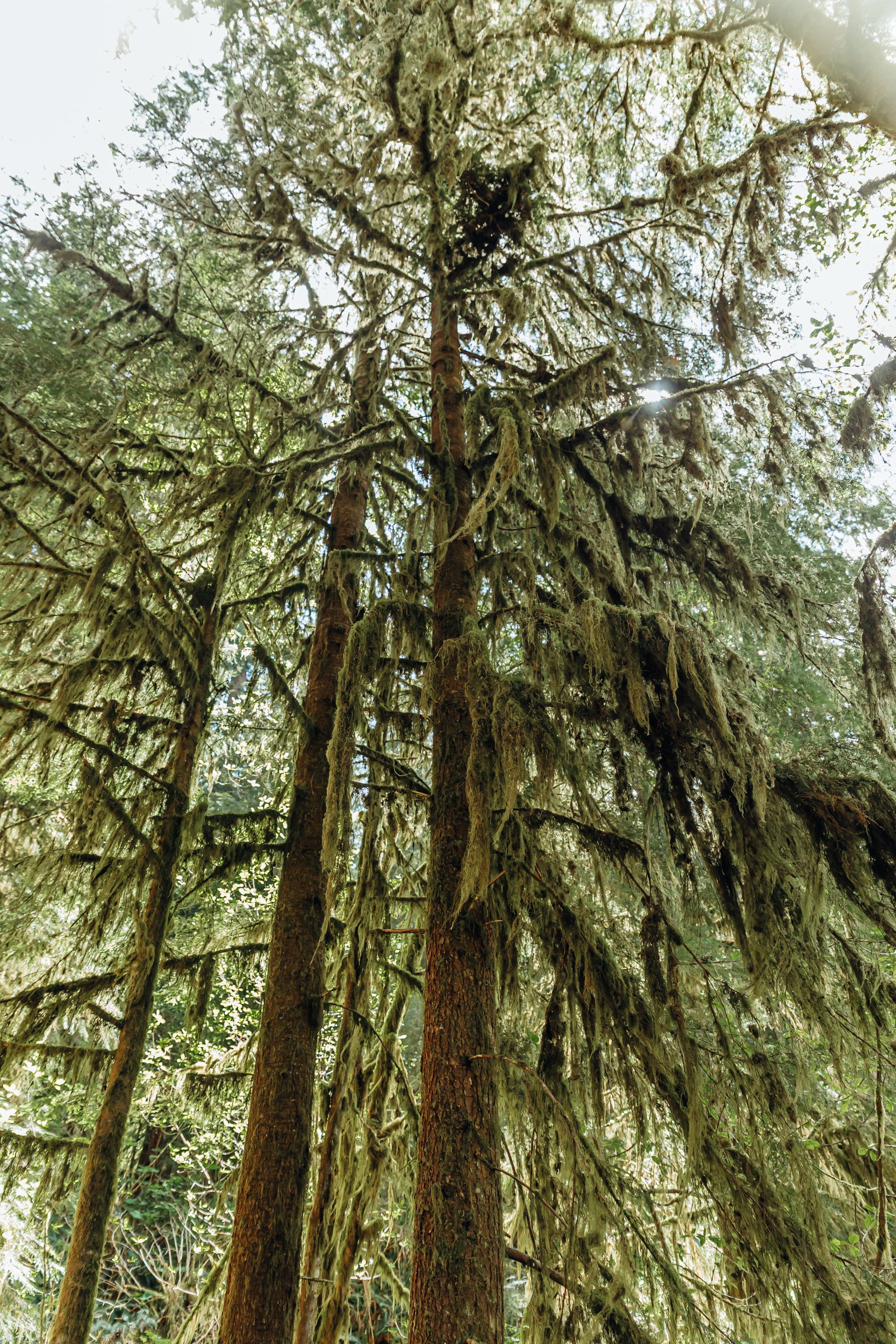PNW Kyla mossy trees Olympic National Forest