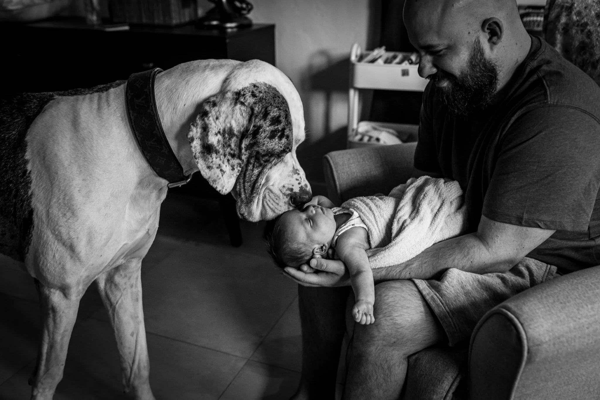 A man with a beard holding a sleeping baby in his arms, while a large dog, possibly a Great Dane, gently noses the baby's face in a cozy room.