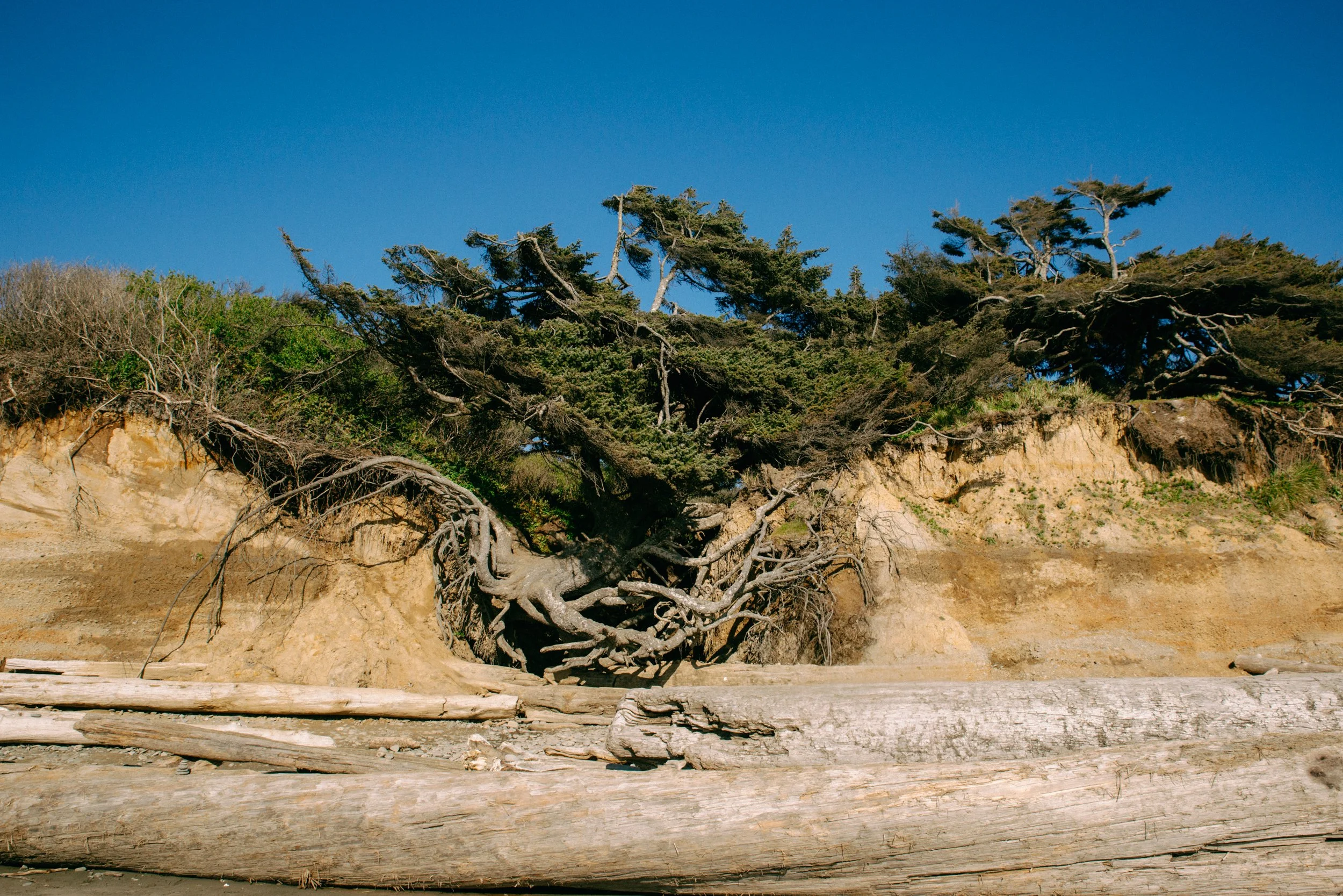 PNW Kyla Tree of Life Washington