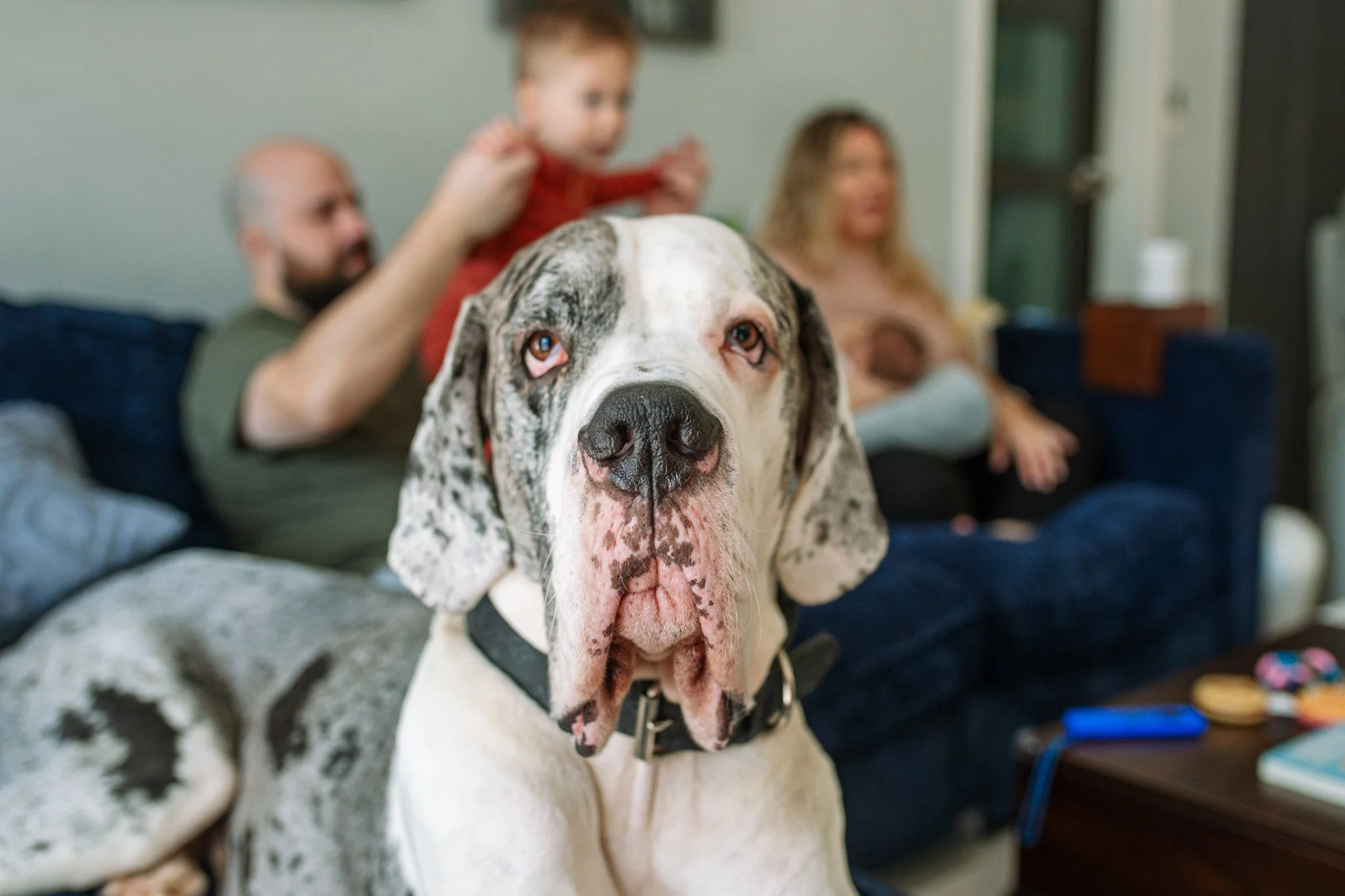 Close-up of a large Great Dane dog with a white coat and black spots, sitting indoors with two humans and a child in the background.