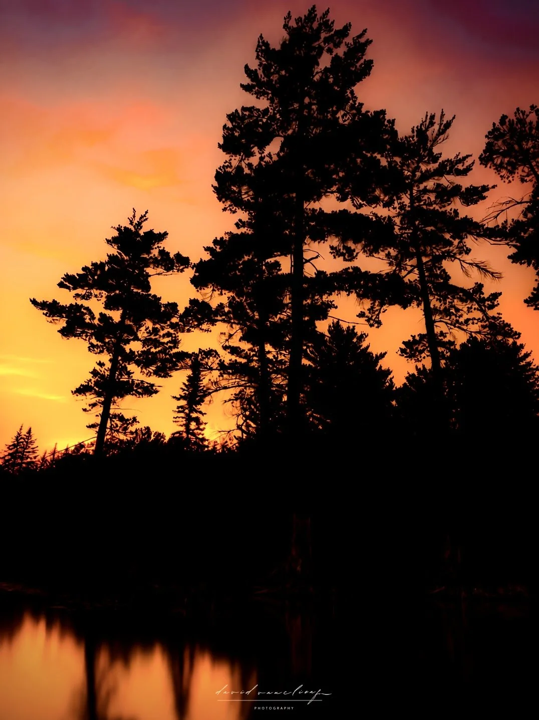 Where the Pines Meet Fire Limited Edition