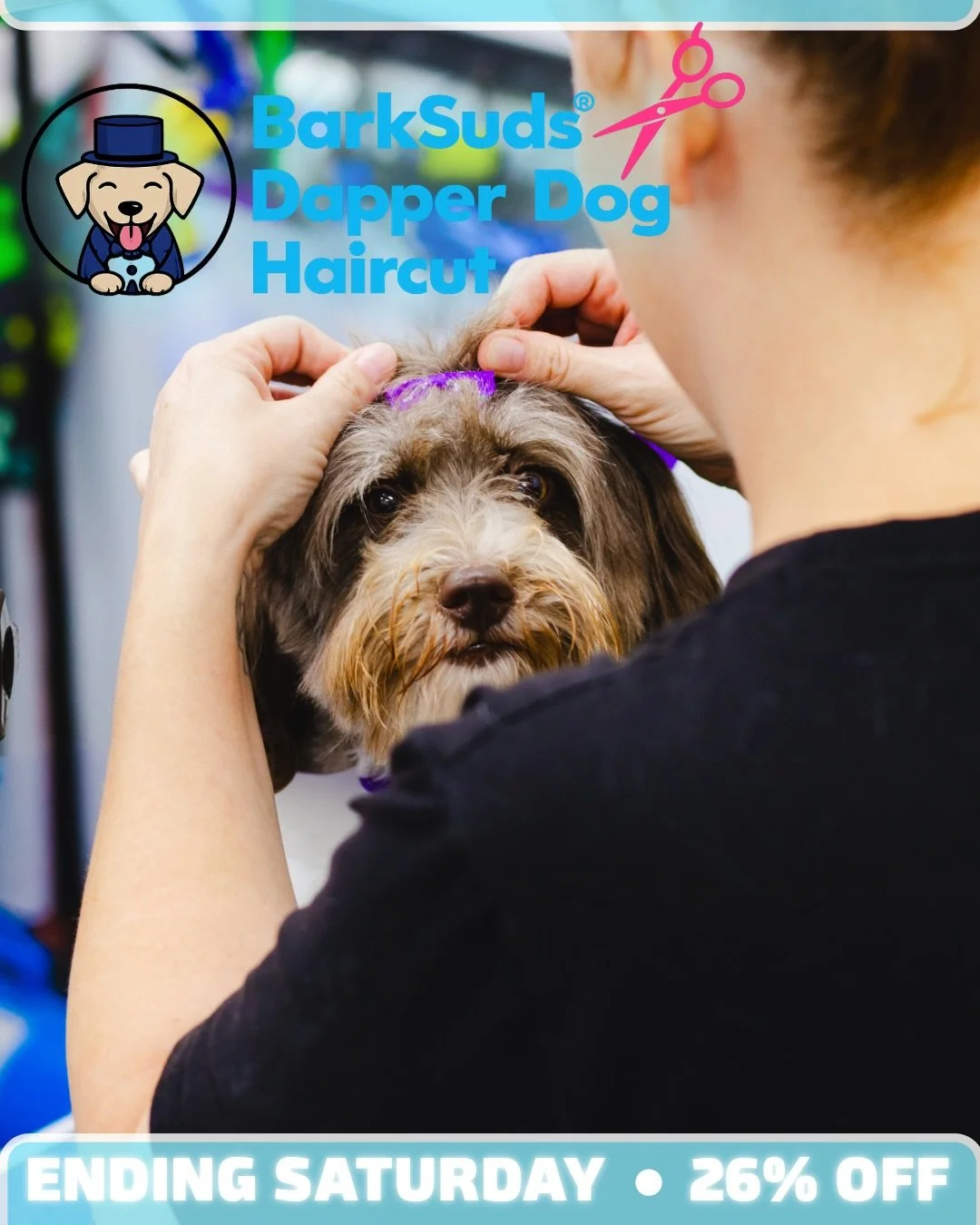 The cutest pups deserve the cutest bows! 🎀🐶 Last chance for 26% OFF Dapper Dog offer ends THIS SATURDAY!

A bath, face and paw trim, and sanitary trim for your little love. 

💙 Book before the savings end!
#BarkSudsSugarLand #DapperDog #SugarLandD
