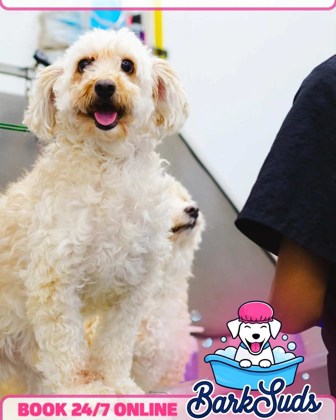 We&rsquo;re all about having fun here at BarkSuds! Happy Labor Day weekend!🐾💙

Fresh pups, happy tails, and a team that loves what they do. 🛁🐶 Because every spa day should come with a little fun!

#BarkSuds #SugarLandTX #HappyPups #DogGrooming #D