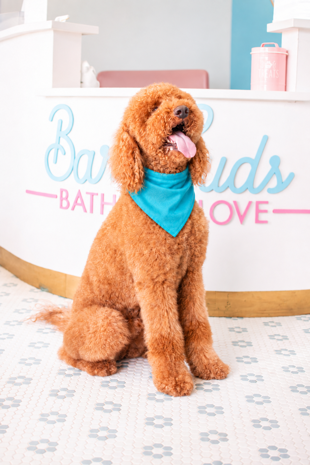 Your Dog’s First Grooming: What to Expect