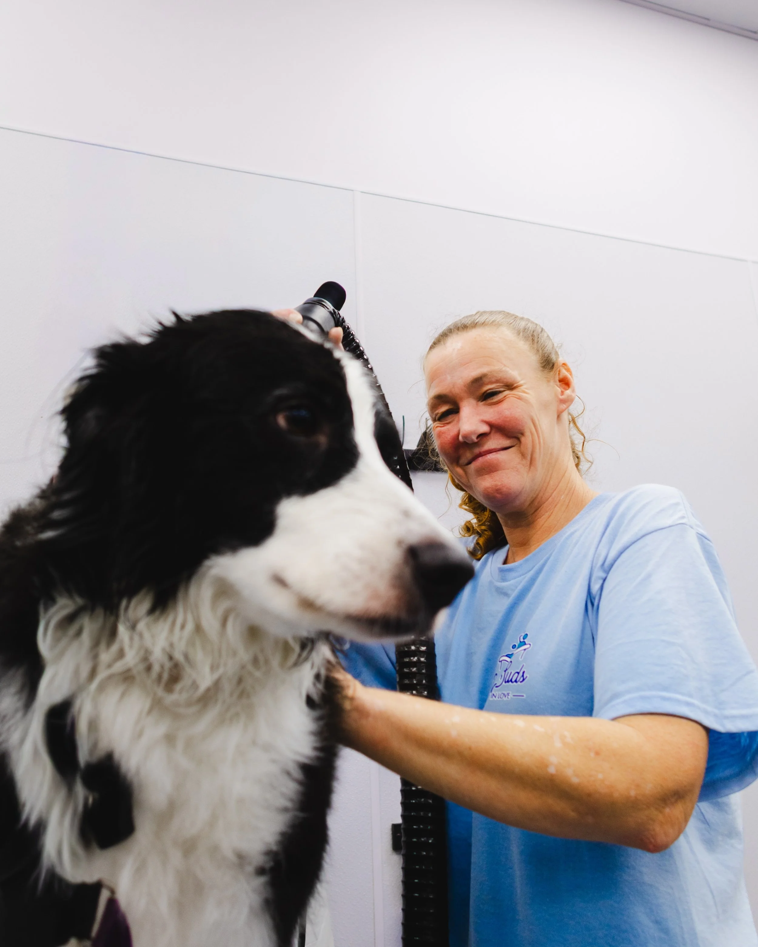 Big smiles on both sides of the dryer. 🐾💗

A proper blow dry helps remove loose fur, separate the coat, and keep your pup comfortable and fluffy.

#BarkSudsSugarLand #HealthyCoat #HappyGroomer #FreshAndFluffy #dogbathday