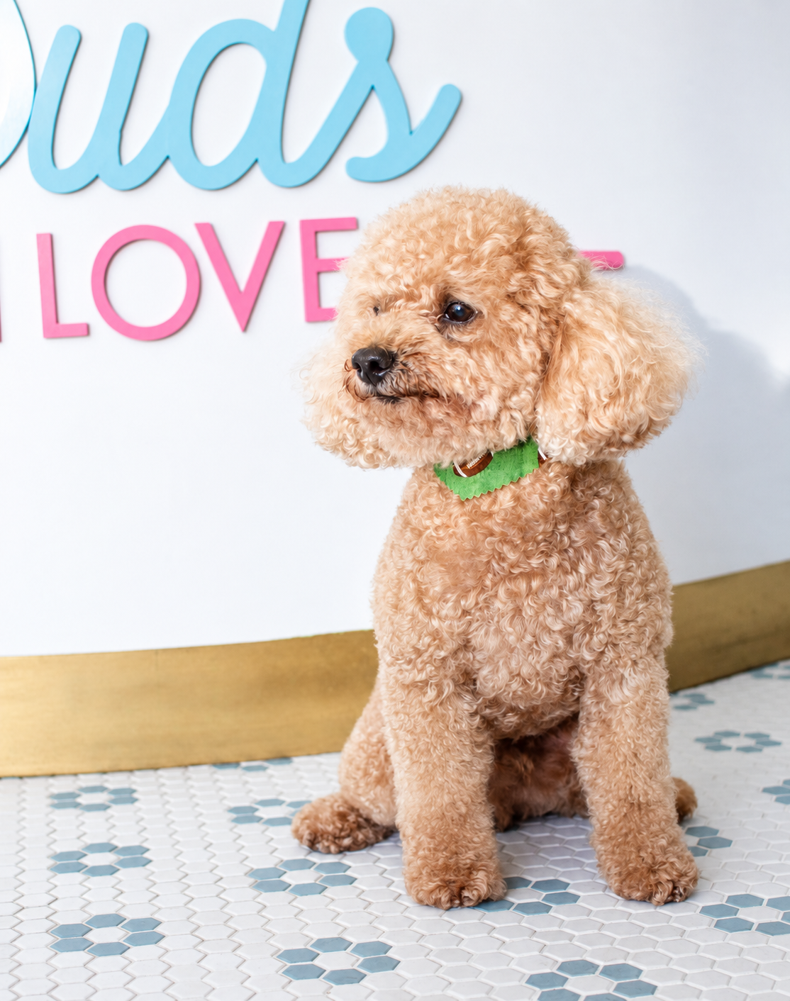 An apricot poodle after grooming at BarkSuds Sugar Land.