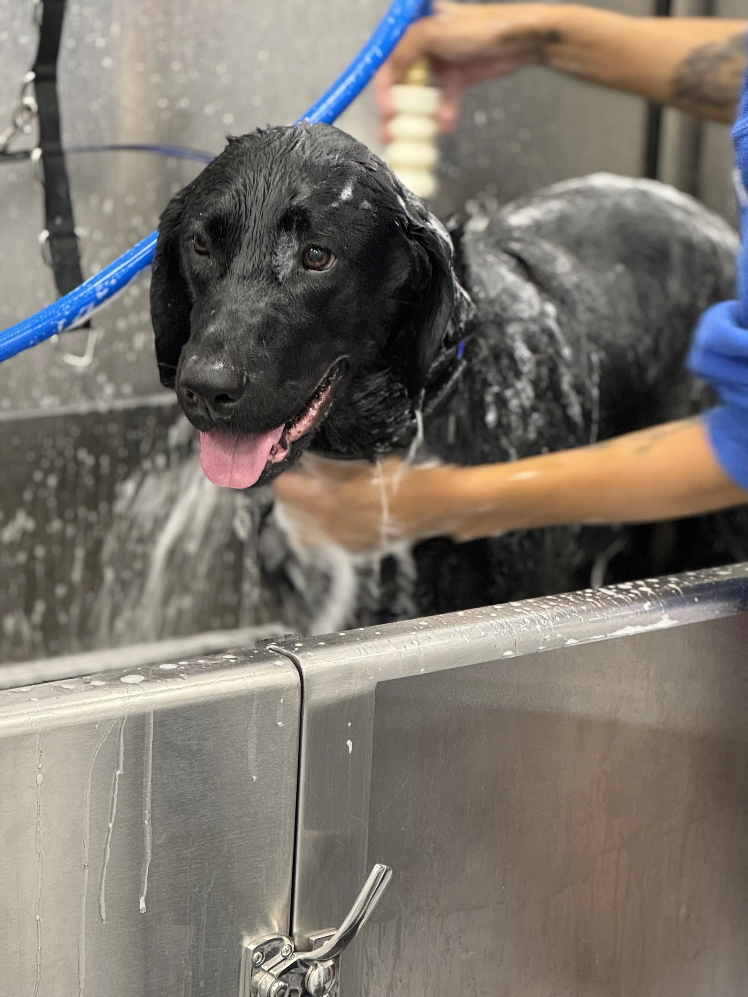 bathing-black-lab-large-sugar-land-sienna-missouri-city-august-2025.jpg.jpg