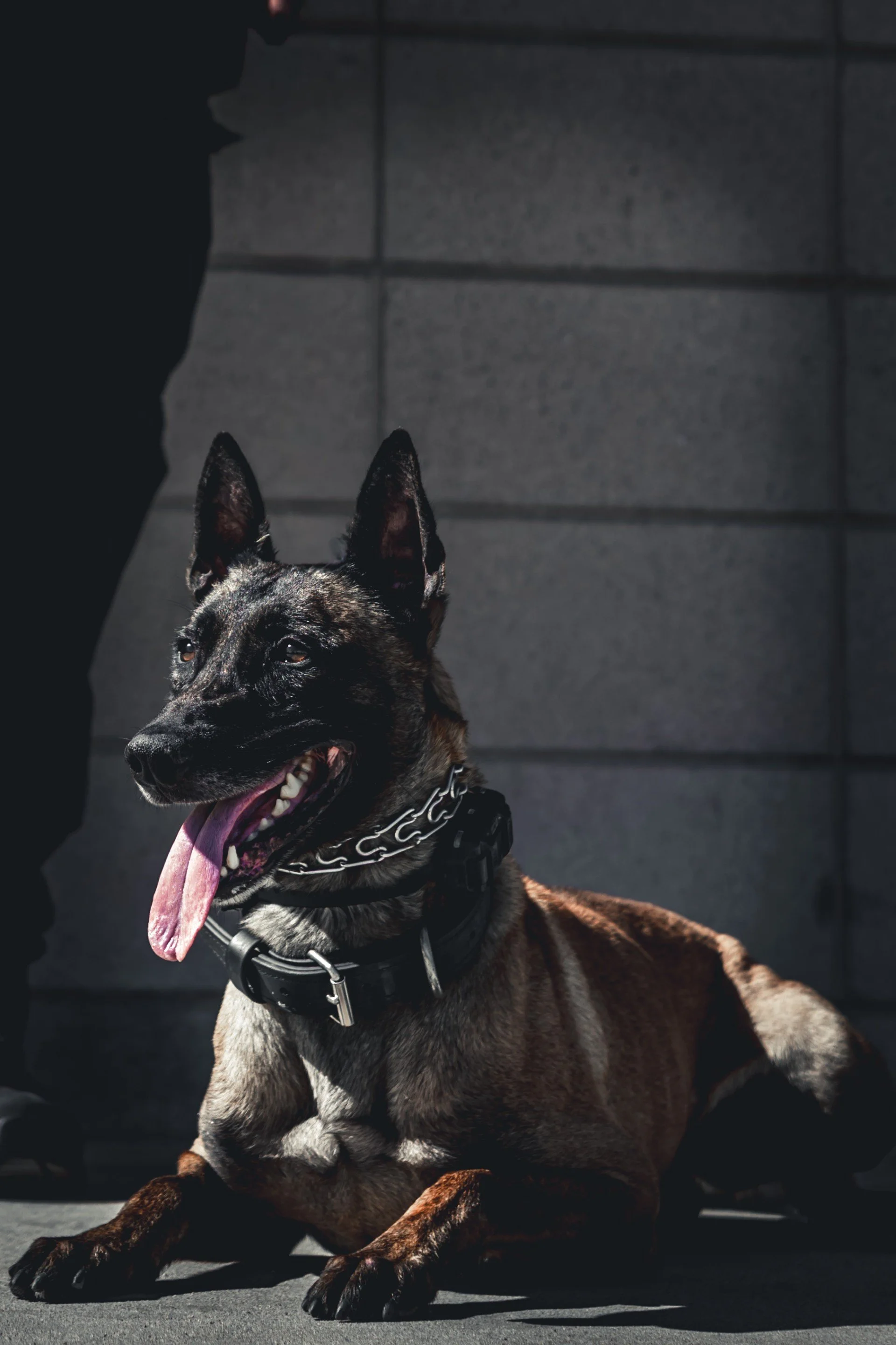 Bentley, Ruben Chavez’s K9, resting outdoors in working equipment.