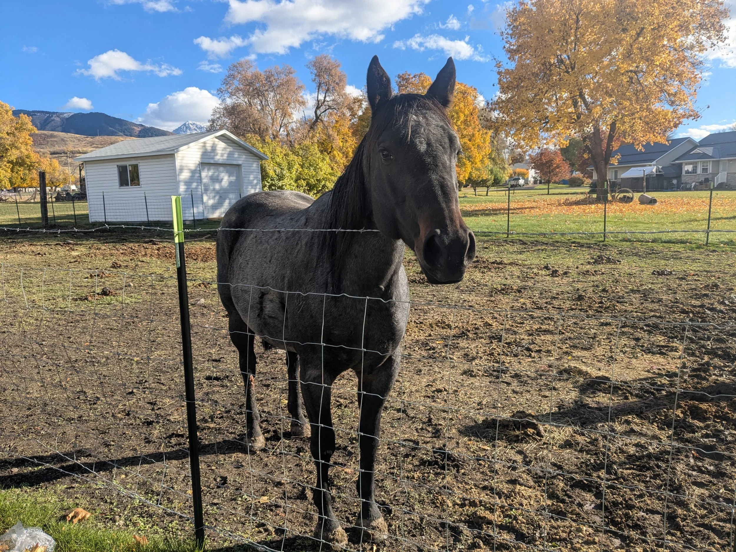 A black horse standing behind a barbed wire fence in a grassy yard with trees displaying fall colors, a white shed, and a partly cloudy sky with mountains in the background.