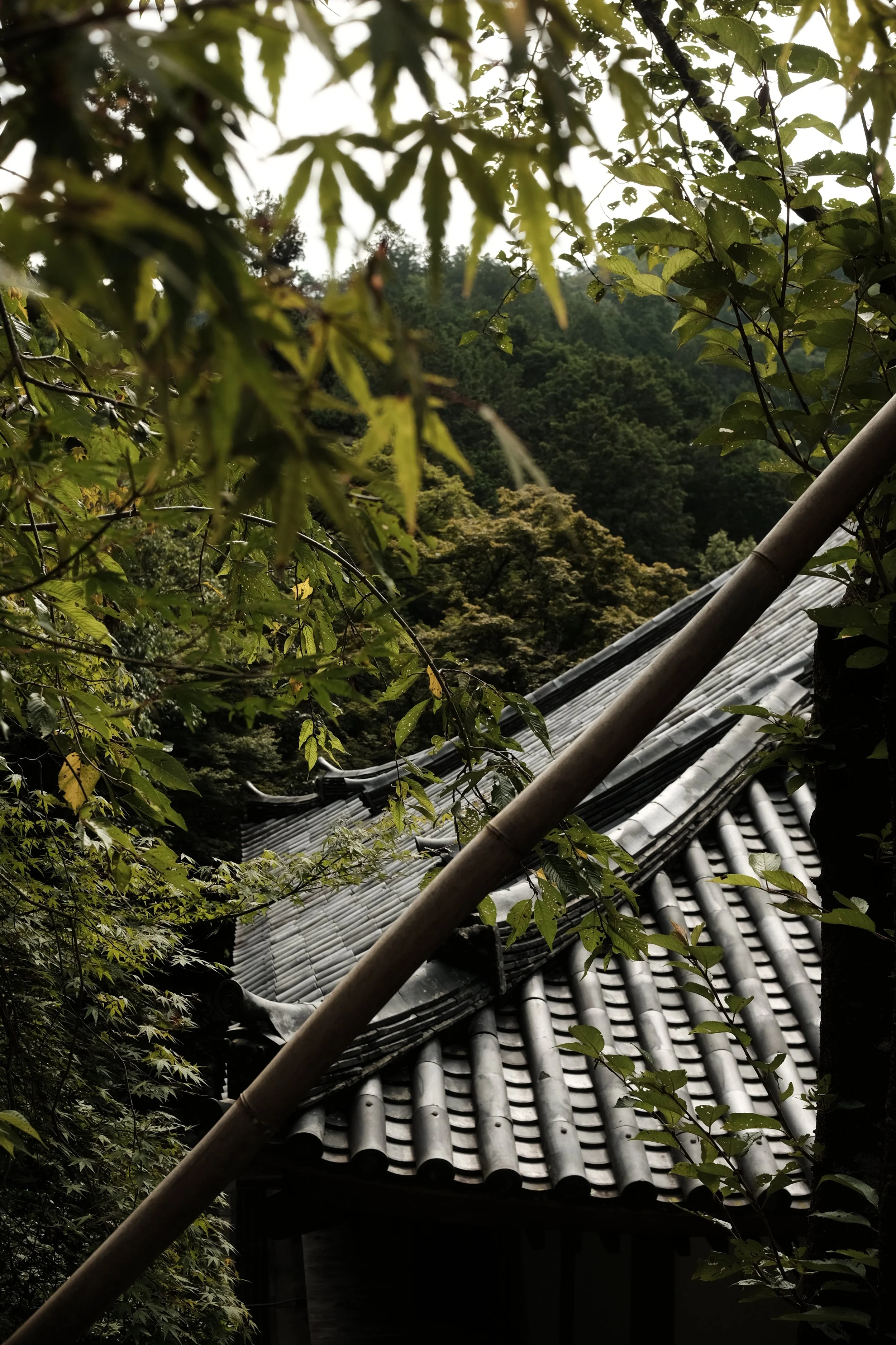 DSCF6807.JPG