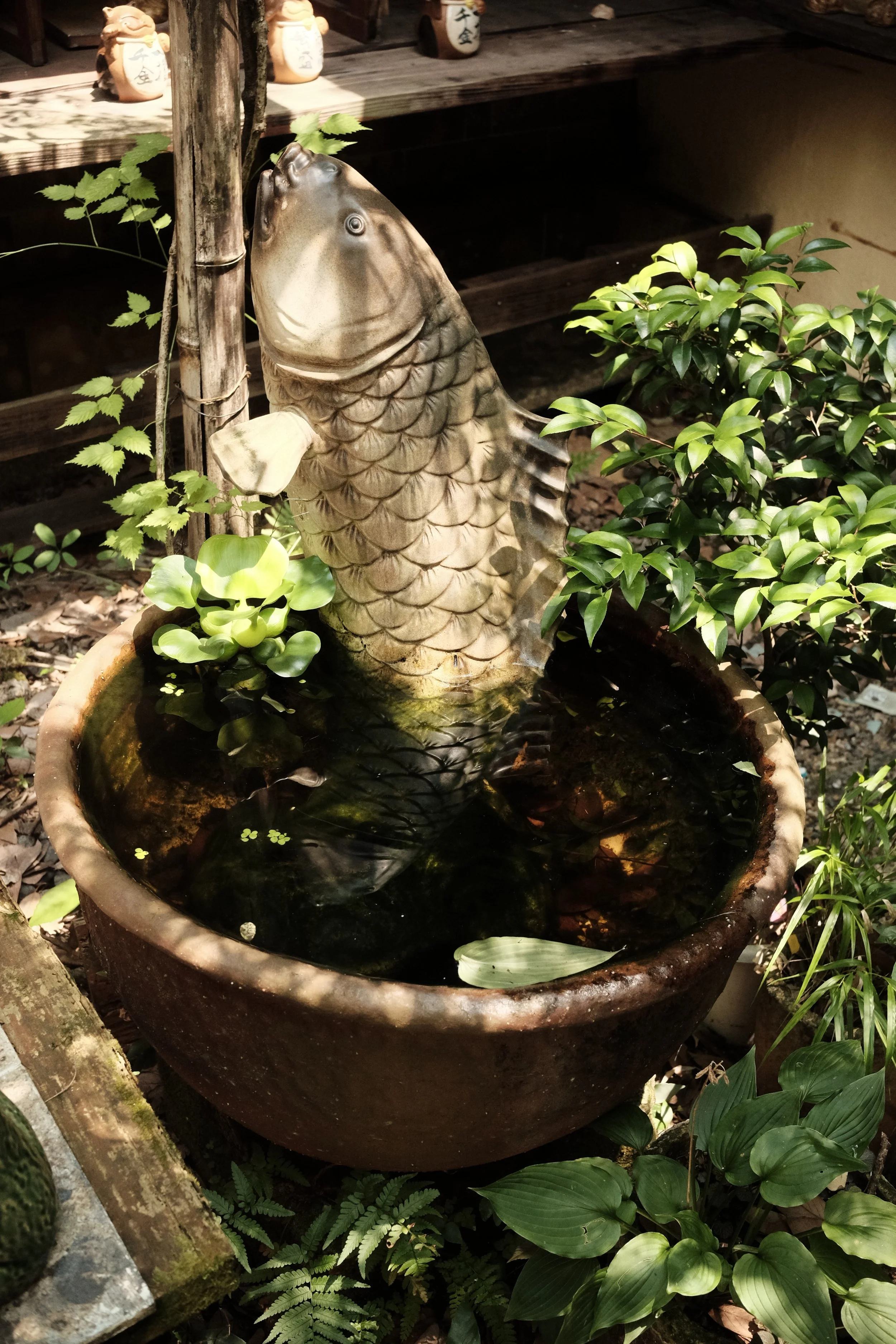 DSCF6908.JPG