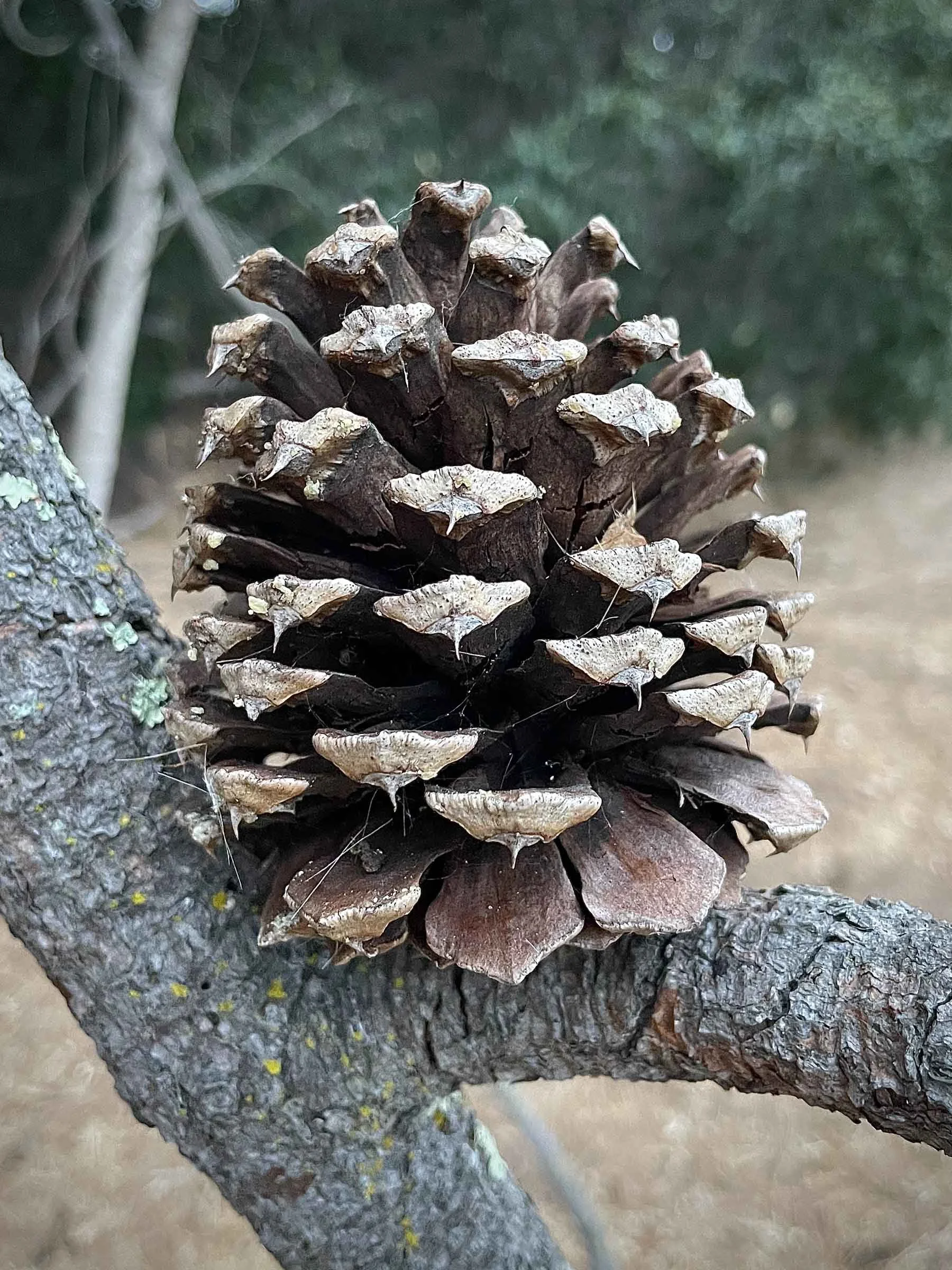 PINjef-carnegie-cone.jpg