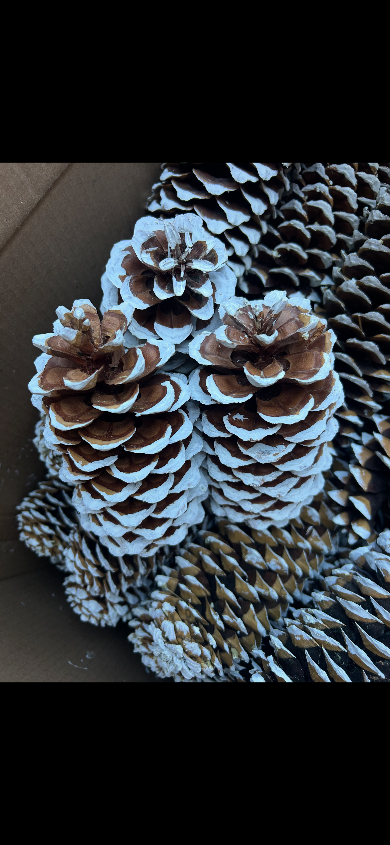 Painted Sugar Cones
