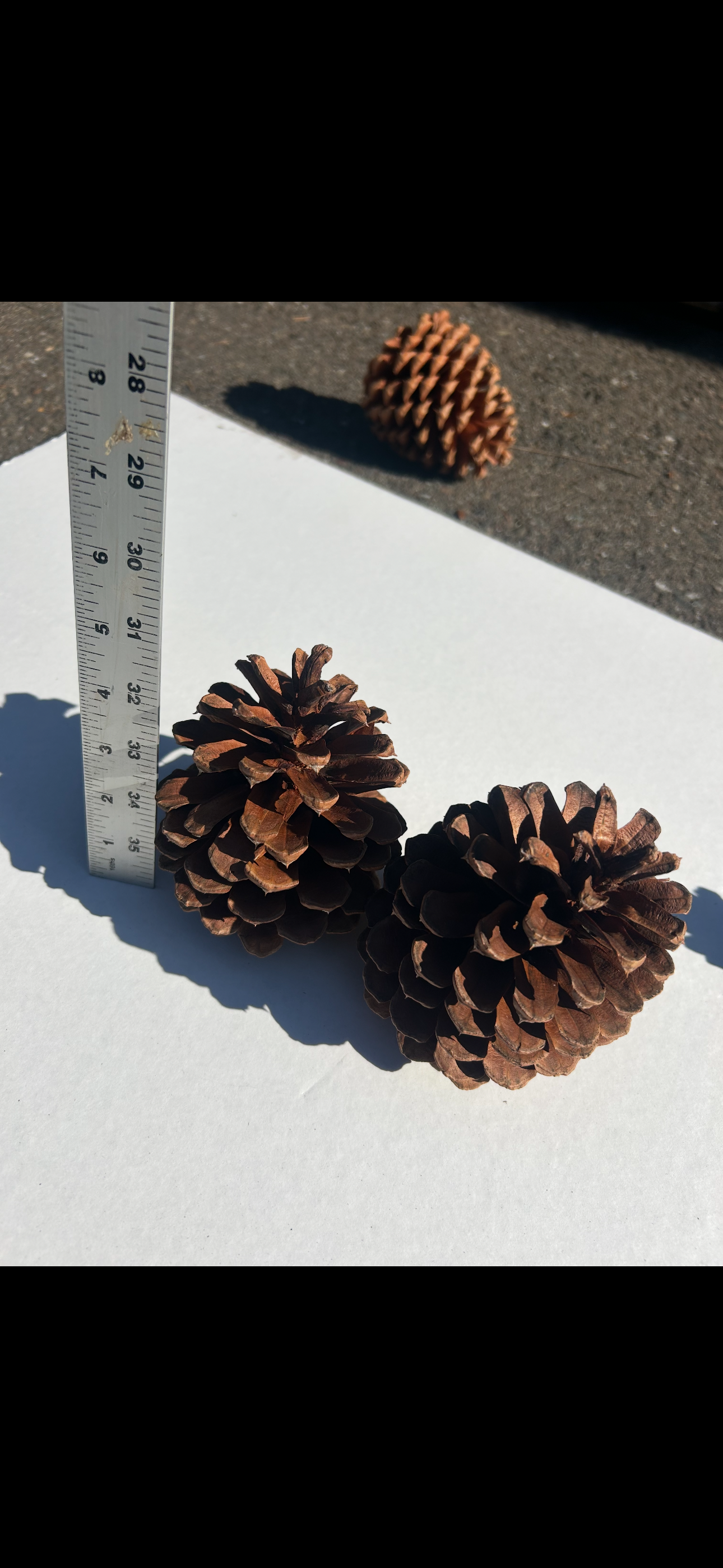 Jeffrey Cones