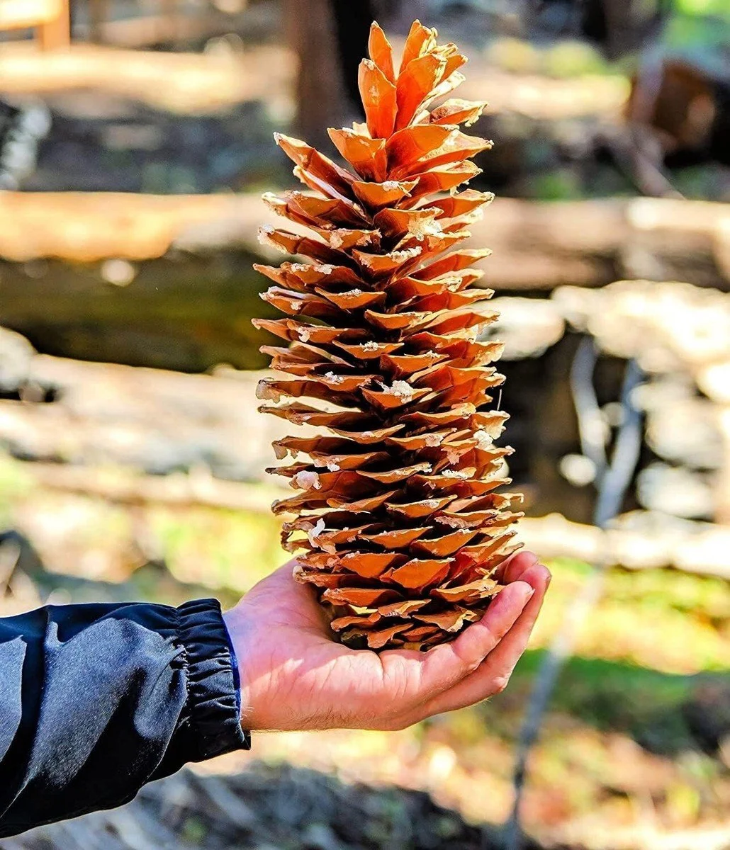 Sugar Pine Cones