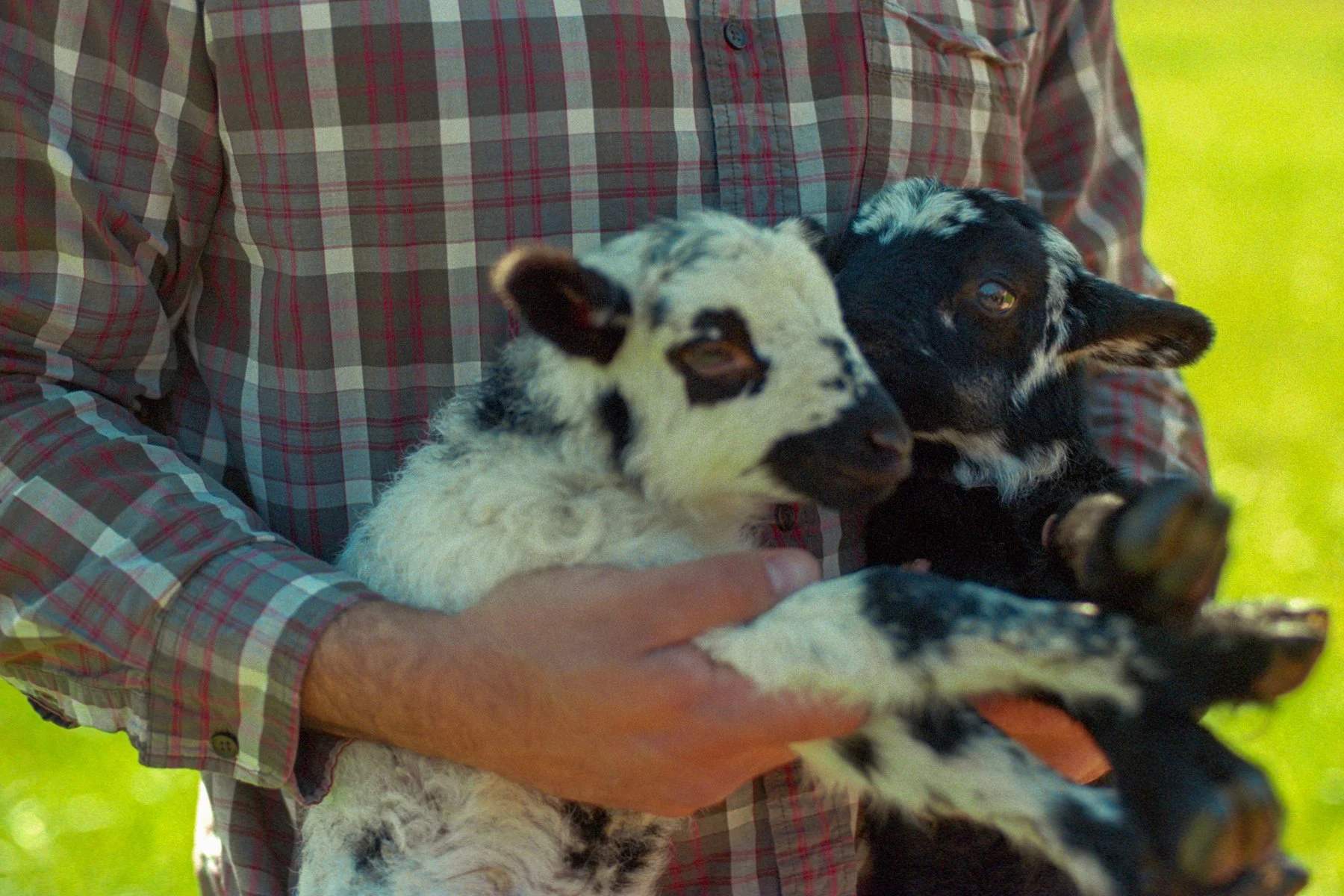Two small lambs being held outdoors, reflecting the warmth and animal life of the farm retreat workshop setting.