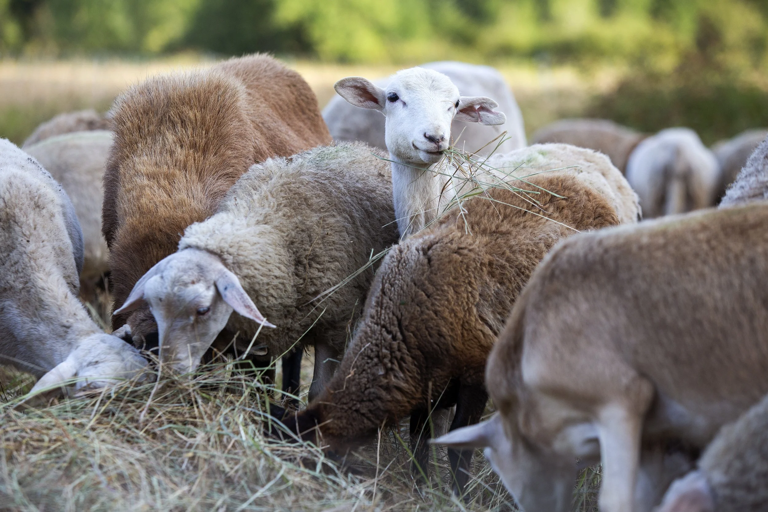 A flock of sheep gathered in a grassy pasture at the farm setting for Tending Practitioners retreats.