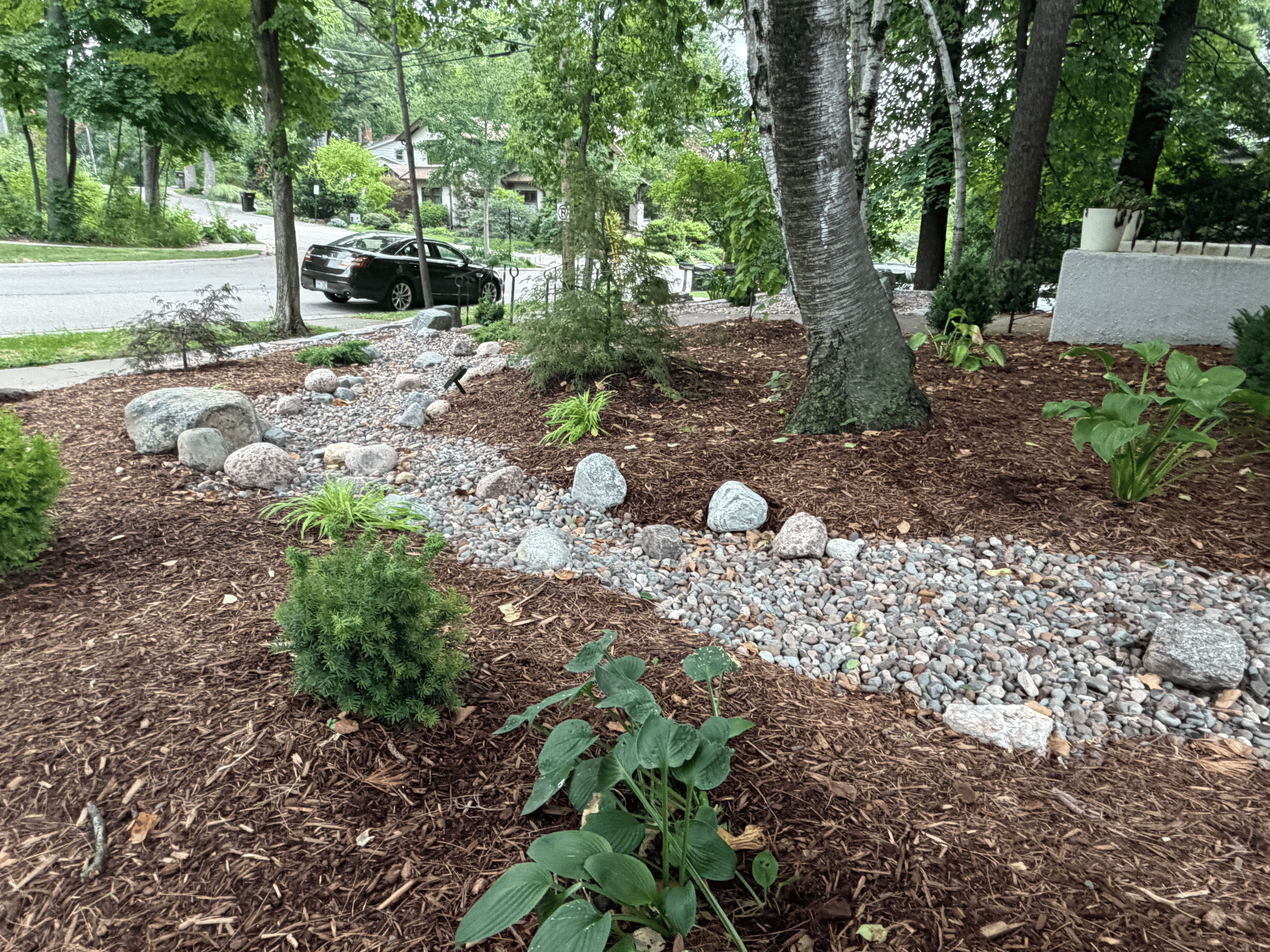 A landscaped yard with a rock garden, young bushes, and large trees with a street and parked cars in the background.