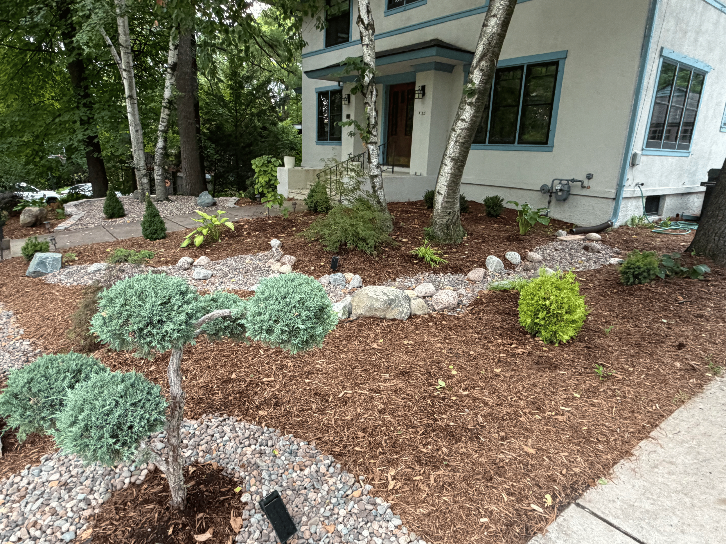 Garden with small evergreen bushes, trees, mulch, rocks, and a concrete pathway in front of a house with large windows and blue trim.